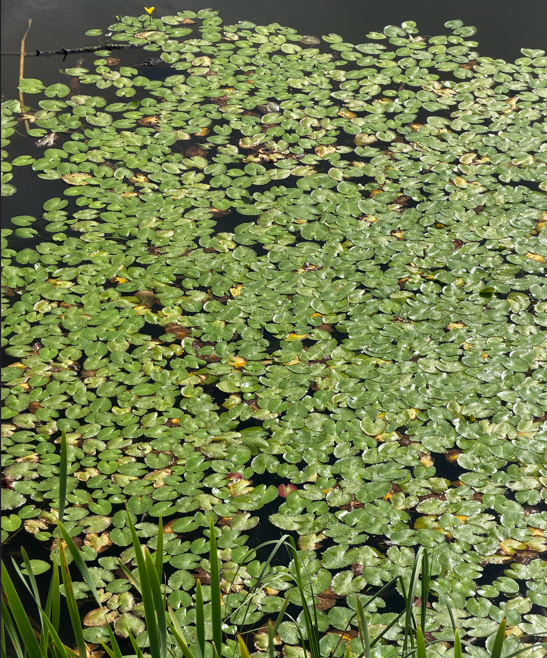 Water Lily Lake